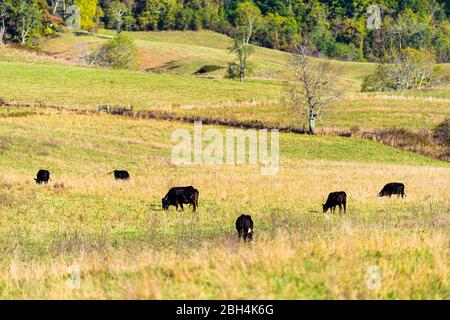 Mandria di mucche nere e marroni che pascolano lontano su pascolo fissando in Virginia fattorie campagna prato campo con erba verde in Alleghany o Bath c Foto Stock