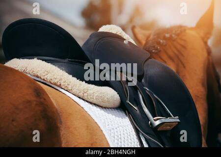 Sella con staffe sul dorso di un cavallo. Sport equestre. Foto Stock