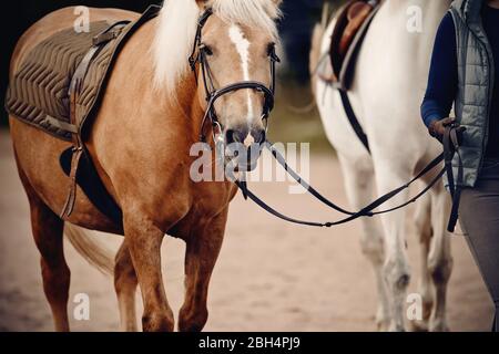 Pony con una mane bianca nella bridle. Piccolo cavallo. Sport equestre Foto Stock