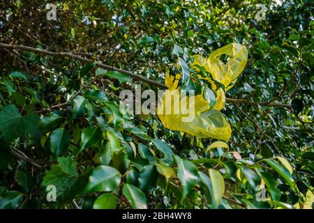 Sacchetto di plastica giallo in albero Foto Stock