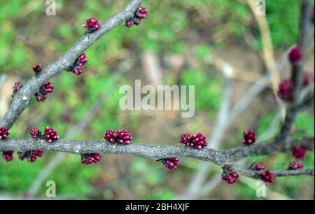 Le gemme viola piccole stanno schioccando alla vita sui rami di un albero del redbud del cortile in Missouri. Effetto bokeh e ampio spazio di copia Foto Stock