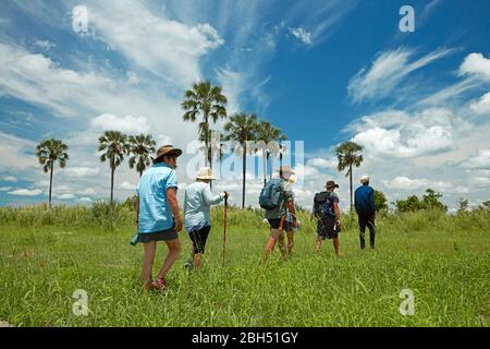 Turisti a piedi guidati nel Delta di Okavango, Botswana, Africa Foto Stock