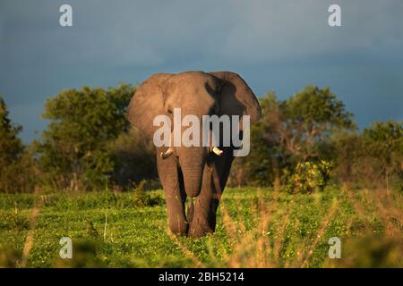 Elefante africano (Loxodonta africana), Regione di Savuti, Parco Nazionale di Chobe, Botswana, Africa Foto Stock