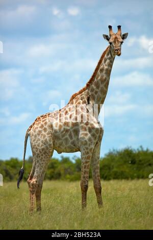 Giraffe (Giraffa camelopardalis angolensis), Parco Nazionale delle Cobe, Botswana, Africa Foto Stock