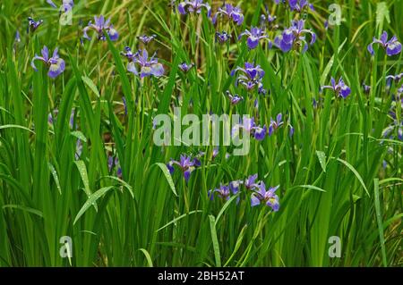 Iride Blue-flag fiorente all'inizio della primavera Foto Stock