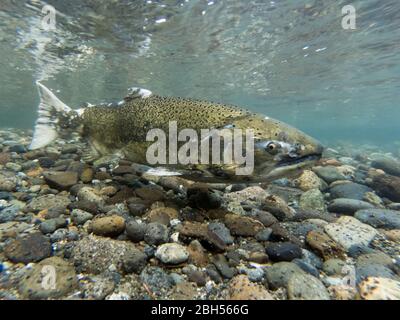 Salmone di chinook selvatico che si riparte nel fiume Cedar Foto Stock
