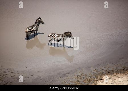 Zebre in stagno, Delta di Okavango, Botswana, Africa-aerea Foto Stock