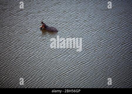 Ippopotamo (ippopotamo anfibio), Delta dell'Okavango, Botswana, Africa- aerea Foto Stock