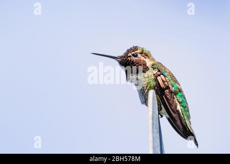 Maschio Anna Hummingbird appollaiato su un palo di metallo; sfondo blu cielo, San Francisco Bay Area, California Foto Stock