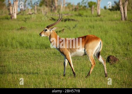 Red lechwe (lezioni di Kobus), Moremi Game Reserve, Botswana, Africa Foto Stock