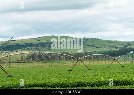 Centrale pivot irrigazione, ruota d'acqua, irrigazione circolare una forma di sprinkler sopraelevati che è un metodo di irrigazione raccolto in una fattoria in Sudafrica Foto Stock