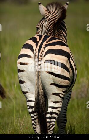 Zebra Bottom, Moremi Game Reserve, Botswana, Africa Foto Stock