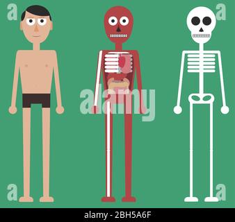 Cartoni animati dell'anatomia umana. Un uomo regolare, un uomo senza pelle che mostra organi interni e un uomo scheletro. Illustrazione Vettoriale