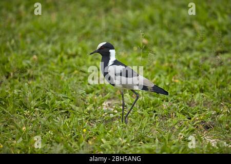 Fabbro Lapping o Blacksmith Plover (Vanellus armatus), Moremi Game Reserve, Botswana, Africa Foto Stock