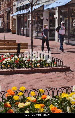 Il 2020 tulipano mostra sul Pearl Street Mall è stato bello come mai, ma poche persone hanno avuto la possibilità di godere dei fiori a causa delle restrizioni COVID-19. Foto Stock