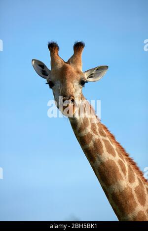 Giraffe (Giraffa camelopardalis angolensis), Parco Nazionale delle Cobe, Botswana, Africa Foto Stock