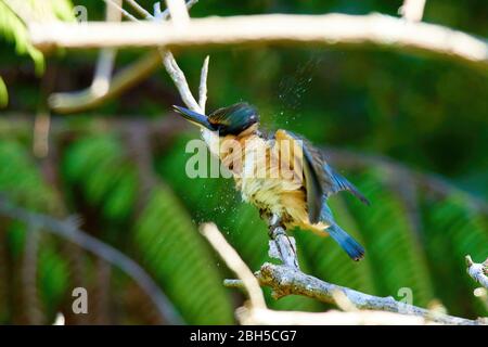 Kingfisher sacro arroccato in un albero spargendo goccioline d'acqua in un ambiente forestale Foto Stock