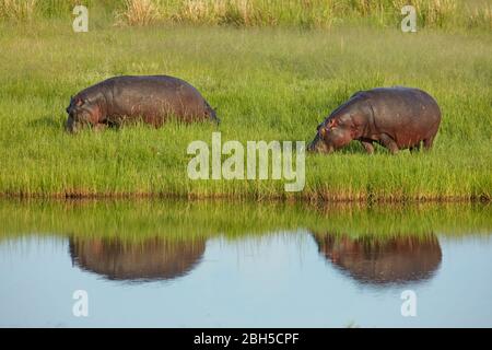 Ippopotamo (ippopotamo anfibio), fiume Chobe, Parco Nazionale Chobe, Kasane, Botswana, Africa Foto Stock