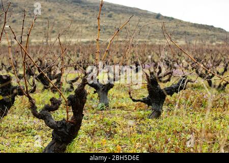 Foto dei campi d'uva dell'uva da vino. Gli alberi d'uva sono allineati in fila. La foto è stata scattata nell'inverno asciutto. Foto Stock