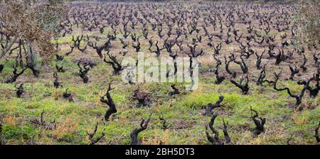 Foto dei campi d'uva dell'uva da vino. Gli alberi d'uva sono allineati in fila. La foto è stata scattata nell'inverno asciutto. Foto Stock