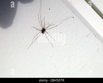 I Pholcidae, comunemente noti come ragni di cantina, sono una famiglia di ragni nel subordine Araneomorphae Foto Stock