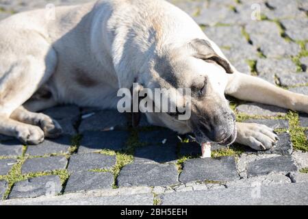 Il cane bianco sta mangiando cibo sdraiato sulla ciottoli. Foto Stock