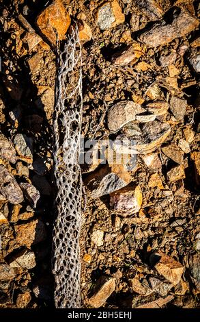 I resti scheletrici di un cactus che giace sul terreno roccioso nella riserva di Phoenix Sonoran vicino alla testa del sentiero di Apache Wash, Arizona, USA. Foto Stock