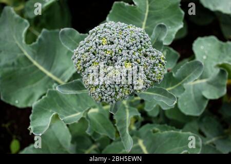 Teste di broccoli freschi che crescono in un giardino Foto Stock