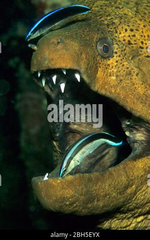 Wrass di pulitore di striscia blu (Labroides dimidiatus) che pulisce un moray gigante (Gymnothorax javanicus), bocca aperta, Bali, Indonesia Foto Stock