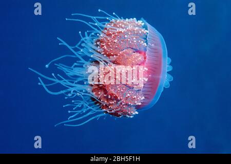 Crown Jelly Fish (Netrostoma setouchina), Sudan, Africa Foto Stock