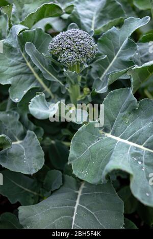 Teste di broccoli freschi che crescono in un giardino Foto Stock