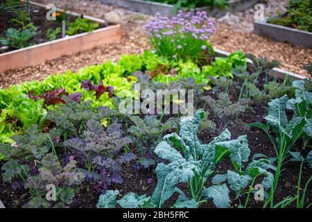Letto rialzato di verdure in un terreno di giardino Foto Stock