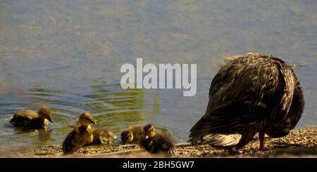 Madre anatra è supervisionando Ducklings in lezioni di nuoto Foto Stock