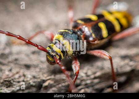 Un bellissimo scarabeo longhorn (Plagionotus detritus, Cerambycidae) seduto su legno, Vienna (Austria) Foto Stock