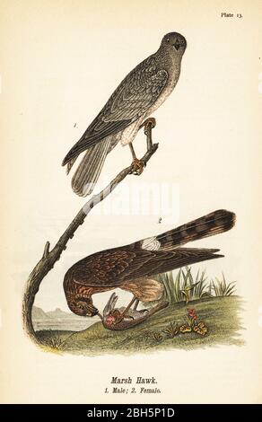 Porto del Nord, Circo hudsonius. Falco palustre, maschio 1, femmina con preda 2. Chromolitografia dopo un'illustrazione ornitologica di John James Audubon del rapporto di Benjamin Harry Warren sugli uccelli della Pennsylvania, E.K. Mayers, Harrisburg, 1890. Foto Stock