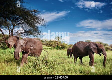 Sparo di tre elefanti in Africa Foto Stock