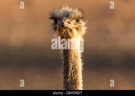 Femmina Ostrich, al sole di mattina presto, Parco Nazionale Etosha, Namibia, Africa, Foto Stock