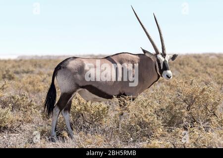 Gemsbok, Oryx, Etosha National Park, Namibia, Africa Foto Stock