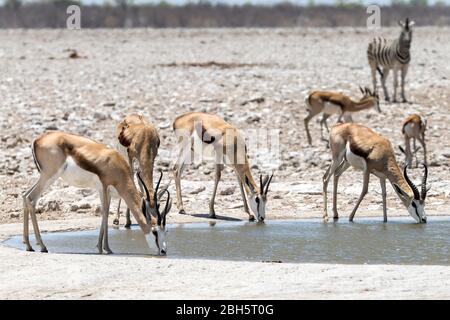 Maschio Springbok bachelor mandria bere in un acquatello, Etosha National Park, Namibia, Africa Foto Stock