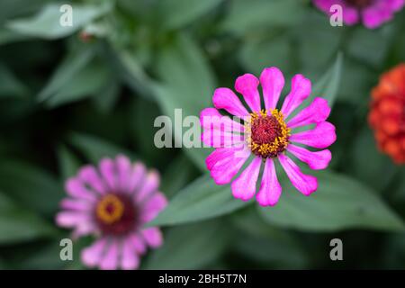 Gerbera fiore nel giardino, il nome scientifico è Gerbera jamesonii Foto Stock