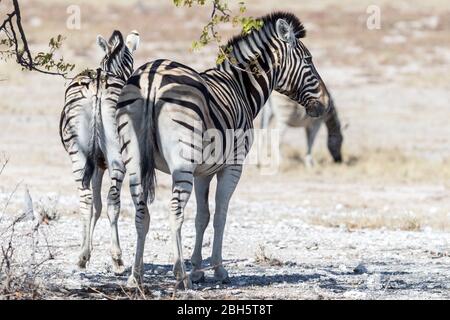 Zebra di Burchell, Parco Nazionale Etosha, Namibia, Africa Foto Stock