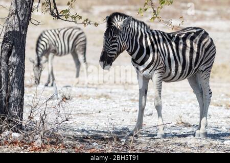 Zebra di Burchell, all'ombra, il Parco Nazionale Etosha, Namibia, Africa Foto Stock