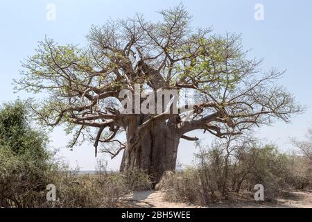 Baobab albero aka baobab africano, morto-ratto-albero, scimmia-pane-albero, crema di tartaro, capovolto-giù albero, Parco Nazionale di Mahongo, striscia di Caprivi, Namibia, Foto Stock