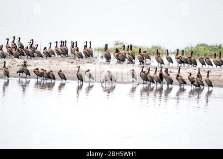 Anatra bianca, Dendrocygna viduata, Caprivi Strip, Parco Nazionale del Mahongo, Namibia, Foto Stock