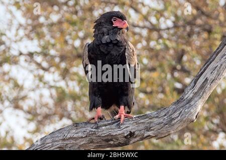 Bateleur aka aquila a coda corta, Terathopius ecaudatus, Buffalo Game Park aka Bwabwata National Park, Caprivi Strip, Namibia, Africa Foto Stock
