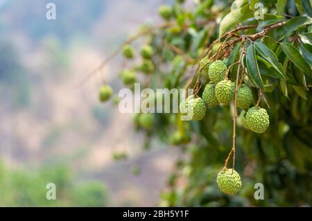 Immagine di lychee verde non maturo appeso dall'albero Foto Stock