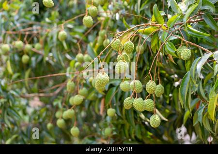 Immagine di lychee verde non maturo appeso dall'albero Foto Stock