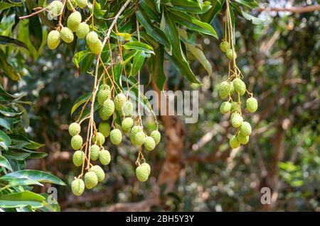 Immagine di lychee verde non maturo appeso dall'albero Foto Stock