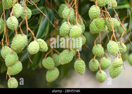 Immagine di lychee verde non maturo appeso dall'albero Foto Stock