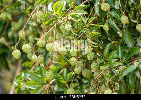 Immagine di lychee verde non maturo appeso dall'albero Foto Stock